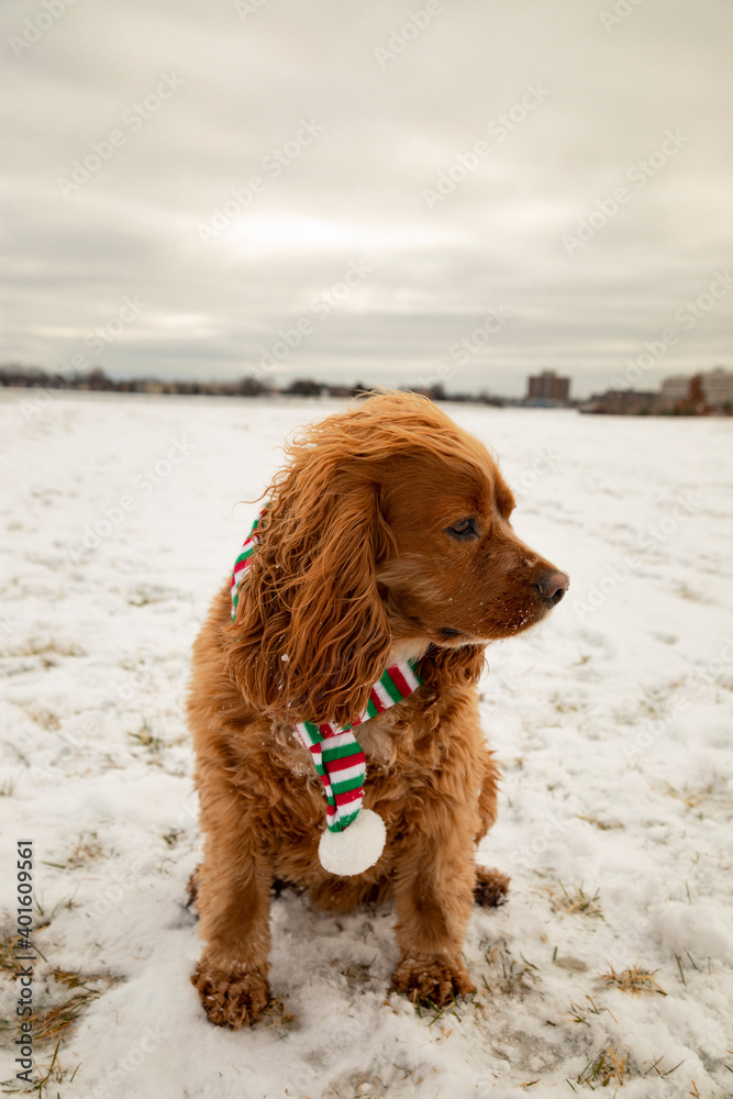 Winter portrait of a cocker spaniel dog wearing a colourful scarf. Winter portrait of a cocker spaniel dog wearing a colourful scarf.
