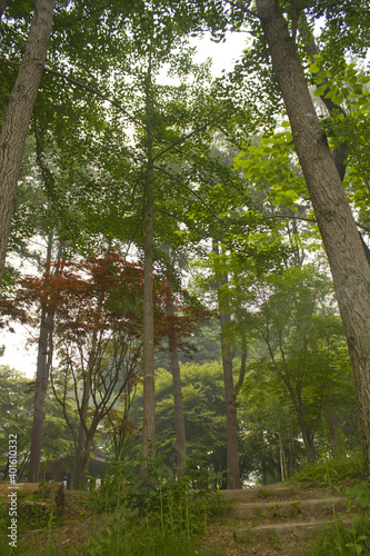 The forest in Nami Island.