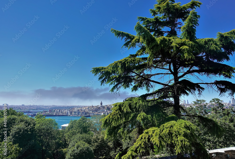 Panorama of Istanbul from above. In the foreground there is a coniferous tree against a blue sky. In the distance you can see the Bosphorus and city buildings on the shore. Summer day. Turkey