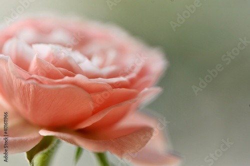 Pink tenderness 2