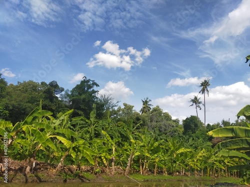 field of banana