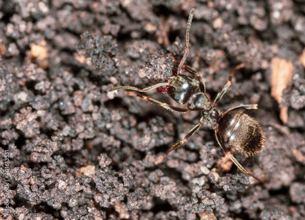 Ant crawling on the ground.