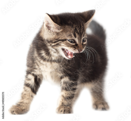 Kitten meows isolated on a white background.