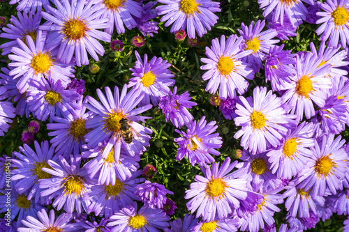 A bush of purple asters in the bright sun and a bee collecting nectar