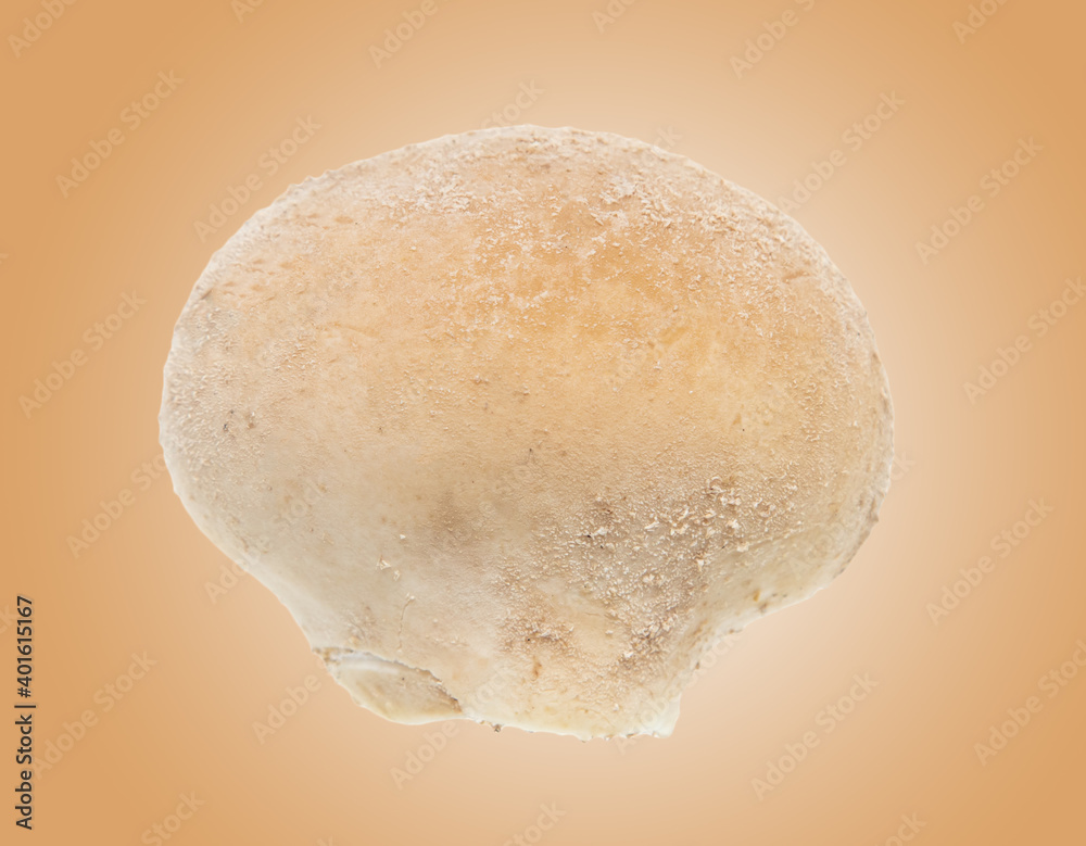 Close-up of a mushroom slicker isolated on brown Close-up of a mushroom slicker isolated on brown