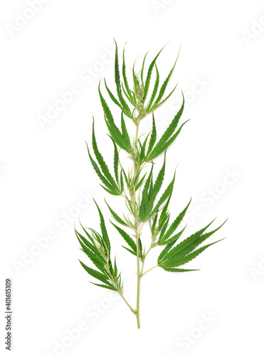 Top view of fresh Cannabis leaf on white background.