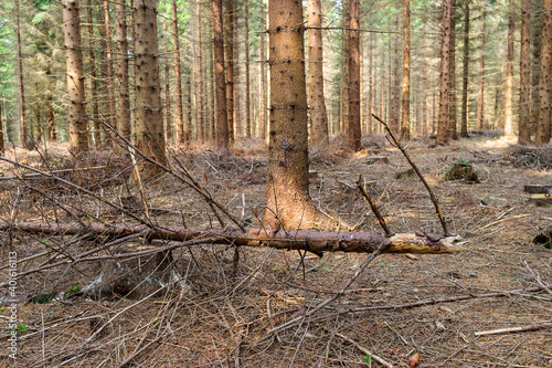 Spruce forest with a fallen tree