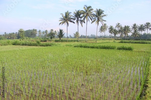 Natural rural agriculture