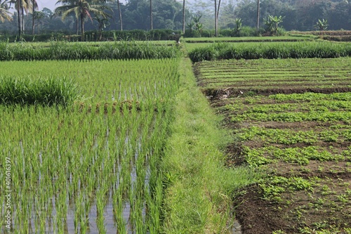 Natural rural agriculture
