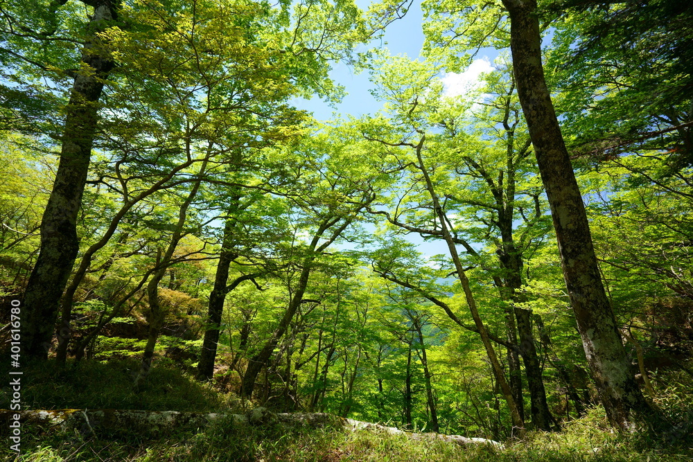 新緑の大台ケ原(奈良県吉野郡上北山村・三重県多気郡大台町 深田久弥の日本百名山-大台ケ原山) 新緑の大台ケ原(奈良県吉野郡上北山村・三重県多気郡大台町 深田久弥の日本百名山-大台ケ原山)