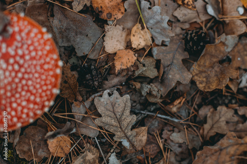 Cuadro en lienzo Picking up mushrooms on a field in the forest in autumn