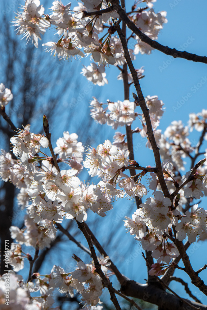 2月晴れの日の白梅 2月晴れの日の白梅