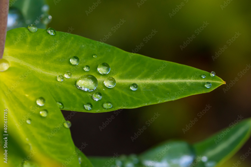 Fototapeta premium Regentropfen auf einem Blatt im Sommer 