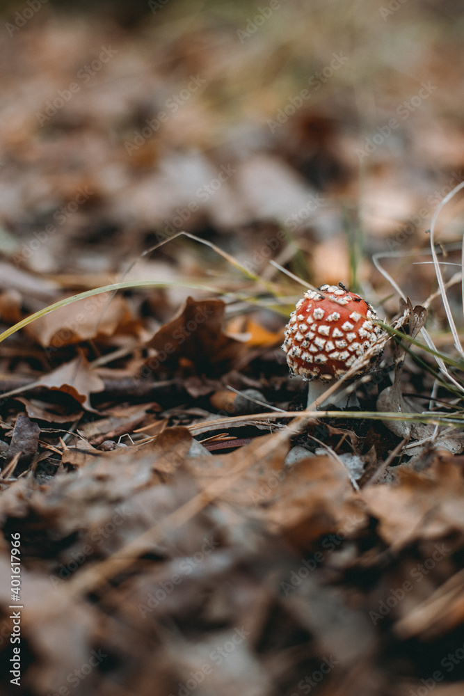 Picking up mushrooms on a field in the forest in autumn.
fly agaric, red fly agaric Picking up mushrooms on a field in the forest in autumn.
fly agaric, red fly agaric