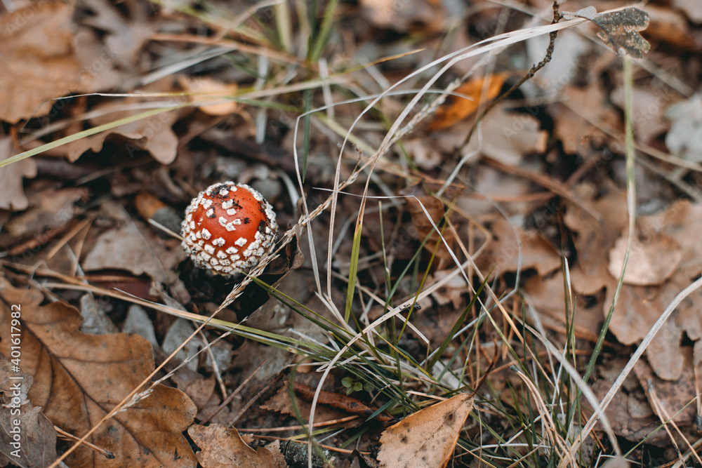 Picking up mushrooms on a field in the forest in autumn.
fly agaric, red fly agaric Picking up mushrooms on a field in the forest in autumn.
fly agaric, red fly agaric