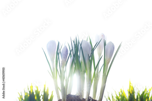 Crocus  plural crocuses or croci is a genus of flowering plants in the iris family. A single crocus  a bunch of crocuses  a meadow full of crocuses  close-up crocus. Crocus on a white background.