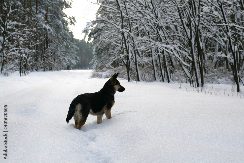A German Shepherd Dog runs in deep snow A German Shepherd Dog runs in deep snow