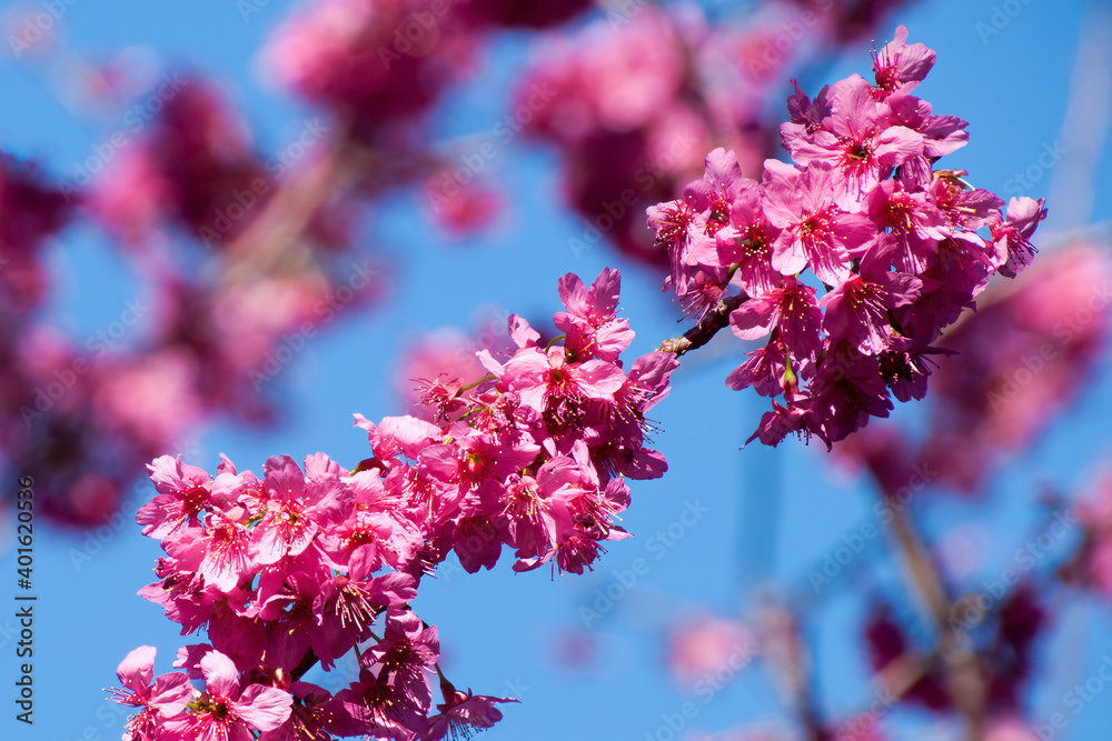 Sydney Australia, pink blossoms of a 'miilenium cherry' prunus tree against a blue sky Sydney Australia, pink blossoms of a 'miilenium cherry' prunus tree against a blue sky
