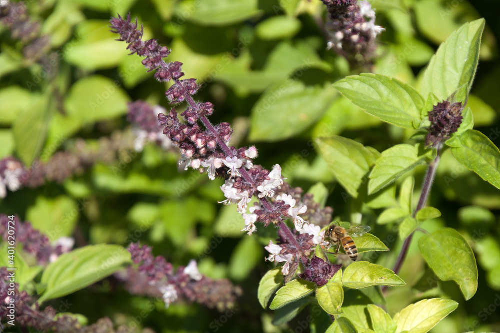 Sydney Australia, flower stems of a sweet basil plant Sydney Australia, flower stems of a sweet basil plant
