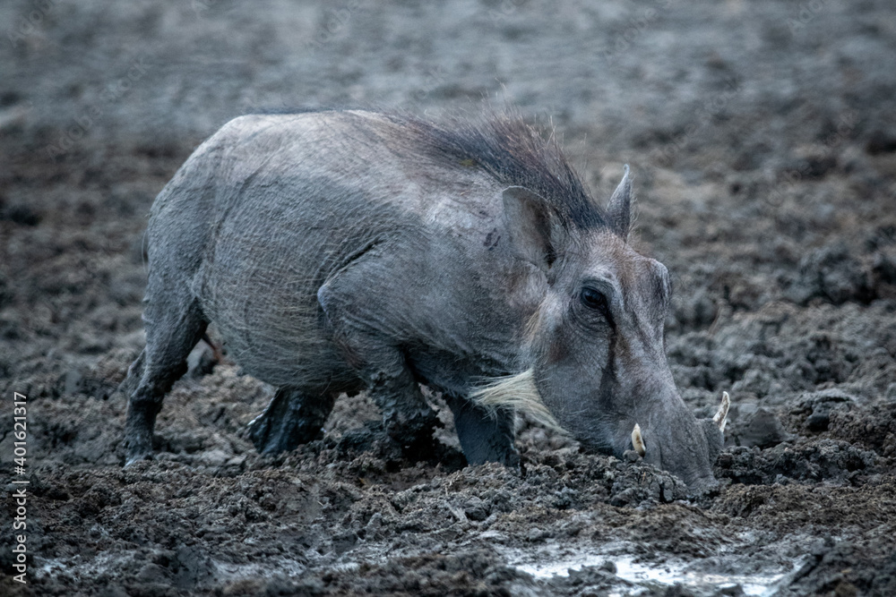 Common warthog crosses muddy waterhole eyeing camera Common warthog crosses muddy waterhole eyeing camera