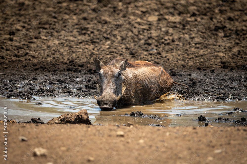 Common warthog lies at waterhole in mud Common warthog lies at waterhole in mud