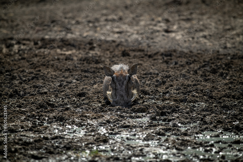 Common warthog lies in mud facing camera Common warthog lies in mud facing camera