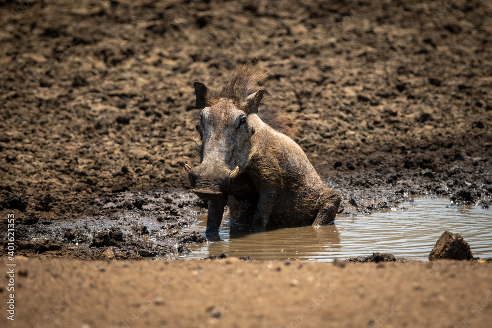 Common warthog sitting in mud at waterhole