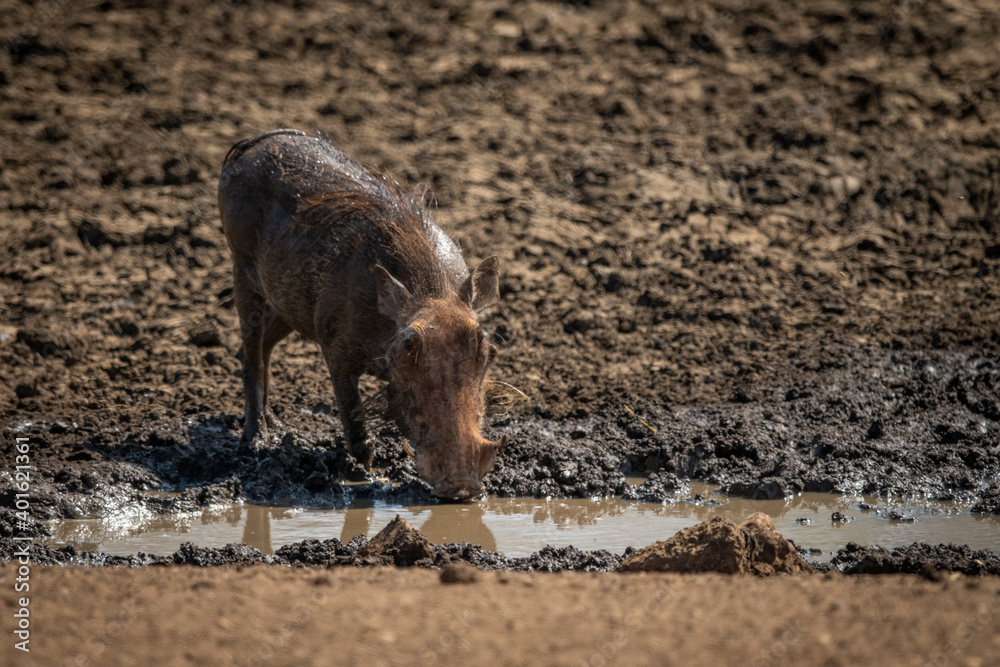Fototapeta premium Common warthog stands drinking from muddy waterhole