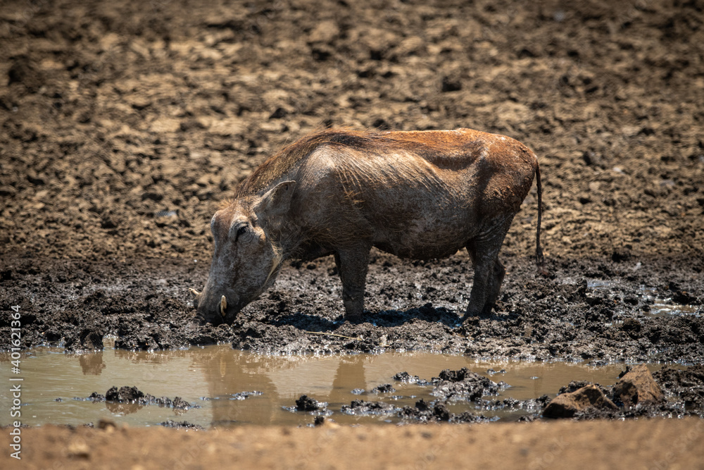 Common warthog stands in mud by waterhole Common warthog stands in mud by waterhole
