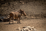 Common warthog stands turning head at waterhole