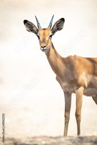 Close-up of young male common impala standing