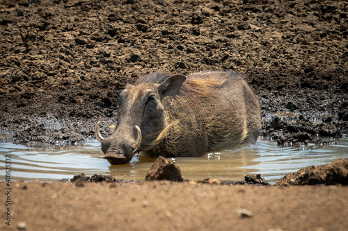 Common warthog lies drinking from muddy waterhole