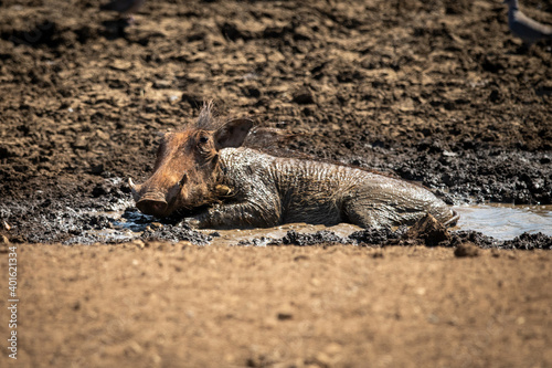 Common warthog lies in mud at waterhole