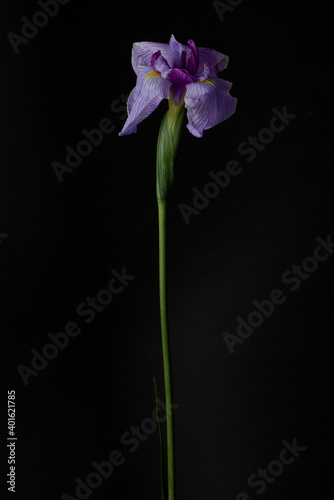              Acorus calamus          