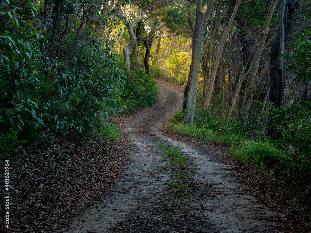 Golden Afternoon Light Shining Through Forest along a Dirt Road Golden Afternoon Light Shining Through Forest along a Dirt Road