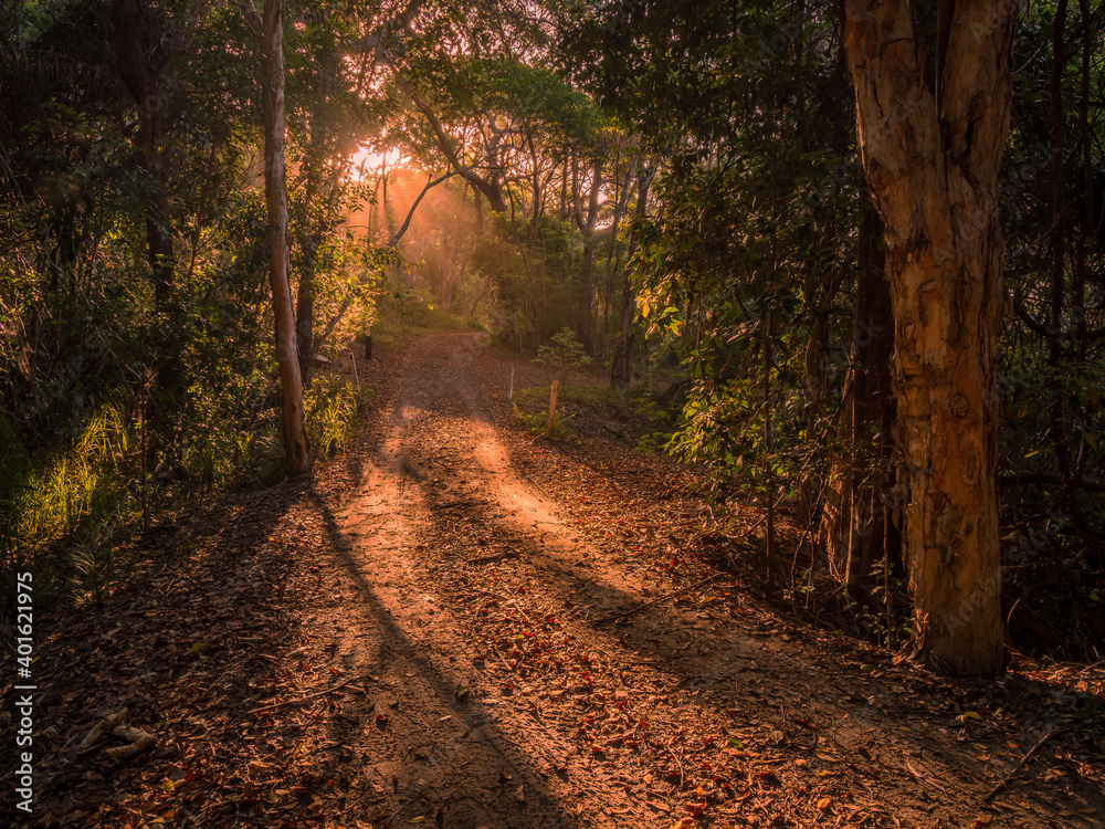 Fototapeta premium Golden Afternoon Light Shining Through Forest along a Dirt Road