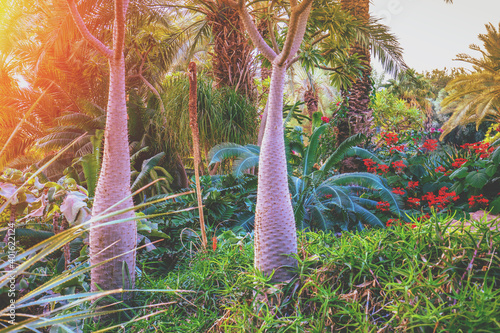 Tropical rainforest at sunset light. Ein Gedi kibbutz, Israel photo