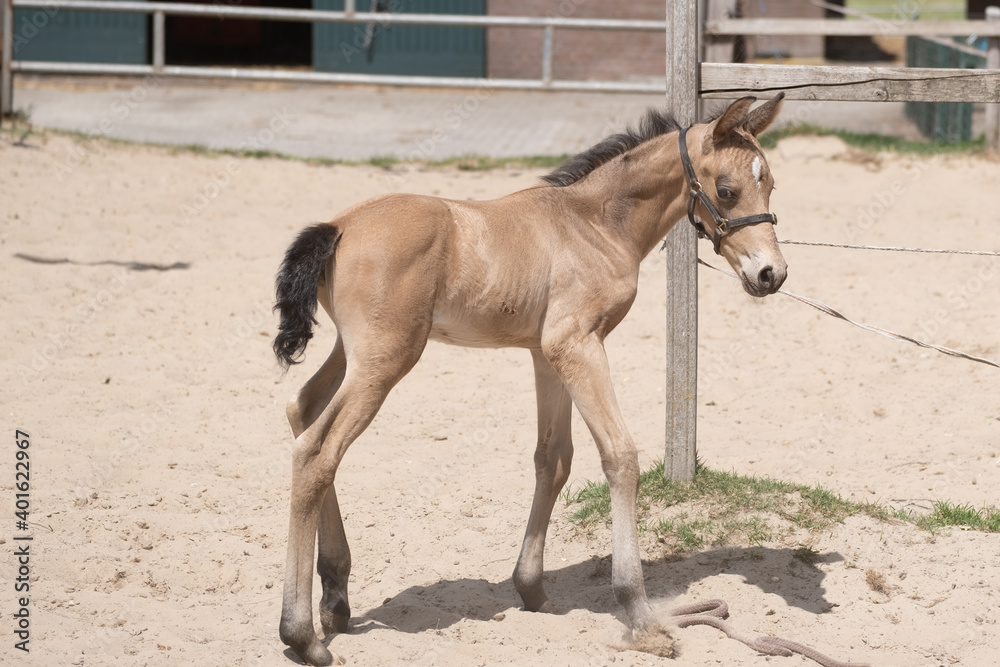 Young newly born yellow foal standsin the sand, newborn filly. Shadow and sun Young newly born yellow foal standsin the sand, newborn filly. Shadow and sun