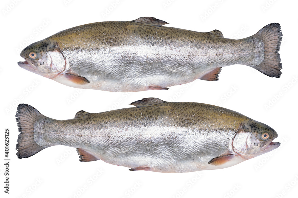 Close-up of two fresh rainbow trout isolated on a white background without shadows Close-up of two fresh rainbow trout isolated on a white background without shadows