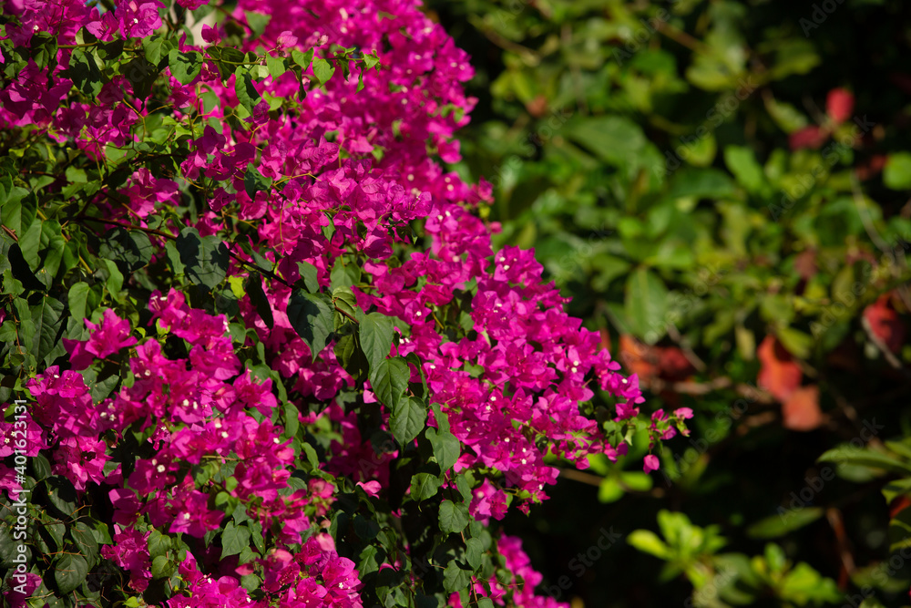 image of flowering trees. high quality photo image of flowering trees. high quality photo