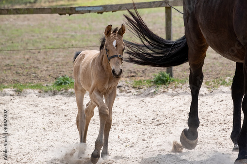 Young newly born yellow foal walks together with its brown mothe