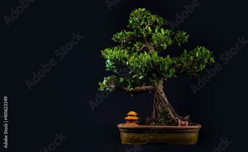 Exquisite Miniature Bonsai Tree - A Captivating Symbol of Nature's Artistry and Serene Beauty, Perfect for Zen Gardens, Home Decor, and Botanical Enthusiasts