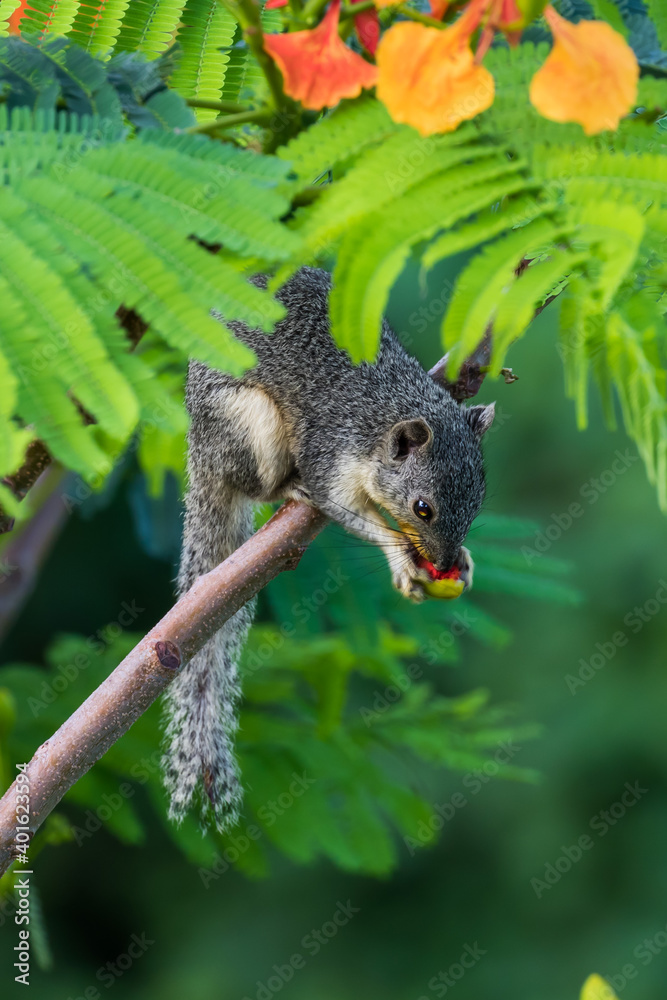 Squirrel sitting on a branch, eating