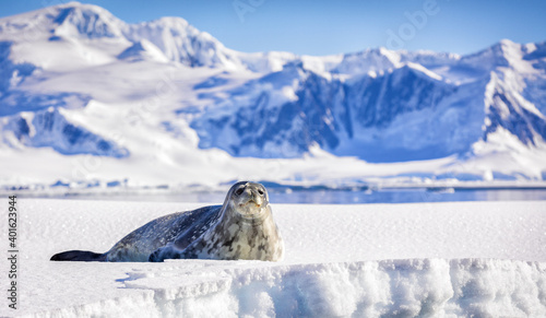 Images from Antartica with penguins and seals
