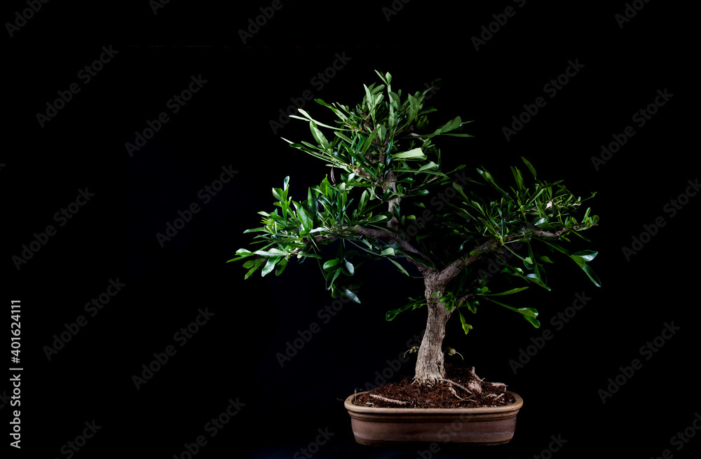 Obraz premium Exquisite Miniature Bonsai Tree - A Captivating Symbol of Nature's Artistry and Serene Beauty, Perfect for Zen Gardens, Home Decor, and Botanical Enthusiasts
