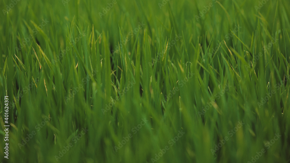 close-up. rice grows. high quality photo