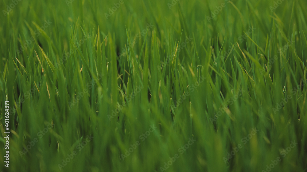 close-up. rice grows. high quality photo close-up. rice grows. high quality photo