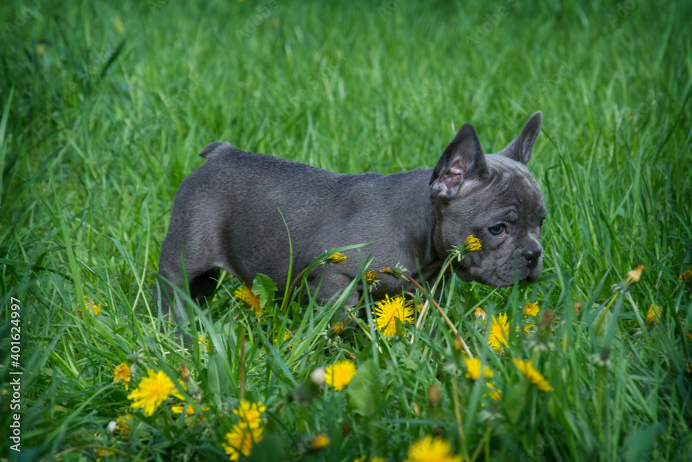 In the summer on the grass in the dandelions of the streets a small  puppy of the French Bulldog breed.