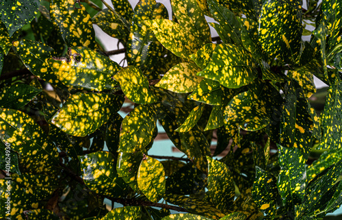 Zbliżenie na zielono żółte liście rośliny tropikalnej, naturalne kolorowe tło, tekstura.
