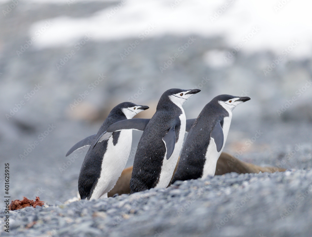 Naklejka premium Images from Antartica